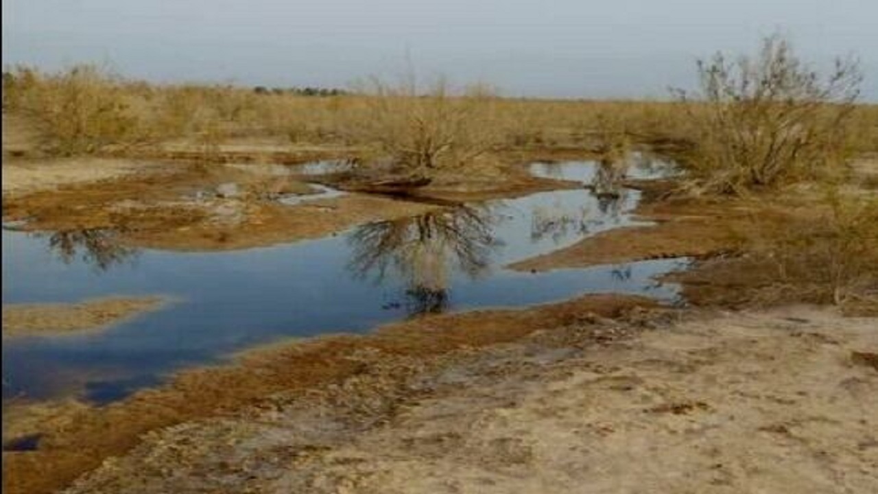شکایت اداره محیط زیست اردستان از کارخانه‌ای که پساب اش را در جنگل تاغزار رها می‌کند