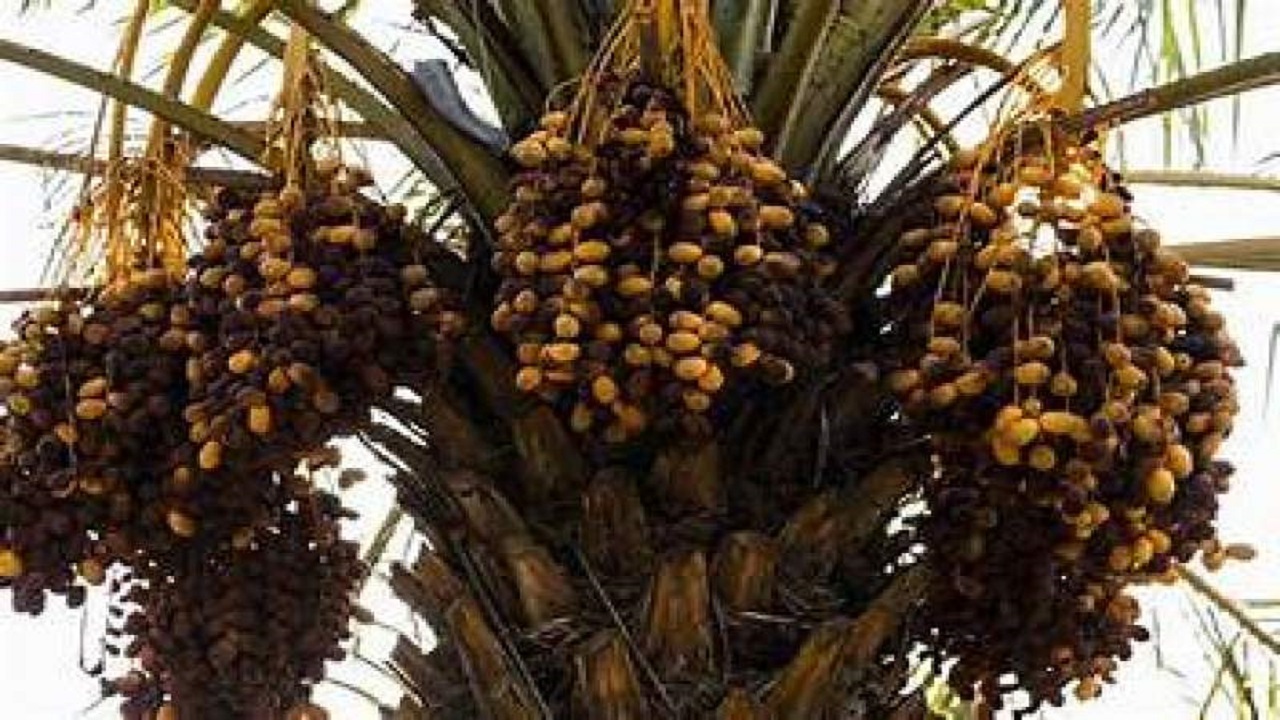 ۸۰ درصد محصول خرما در سراوان برداشت شد