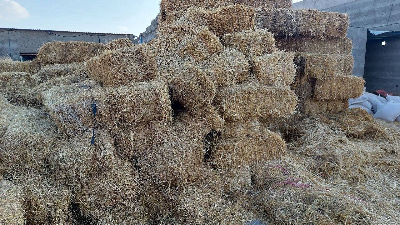 توزیع ۳۸ هزارو ۳۴۲ تن نهاده دامی در سیستان و بلوچستان
