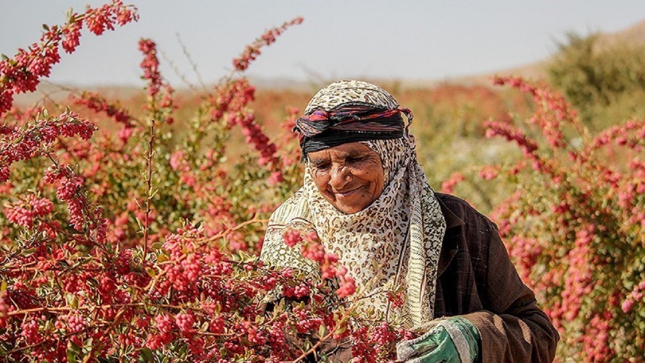 جشنواره زرشک آغاز شد/ اضافه شدن ۴ هزار هکتار به اراضی زیرکشت زرشک