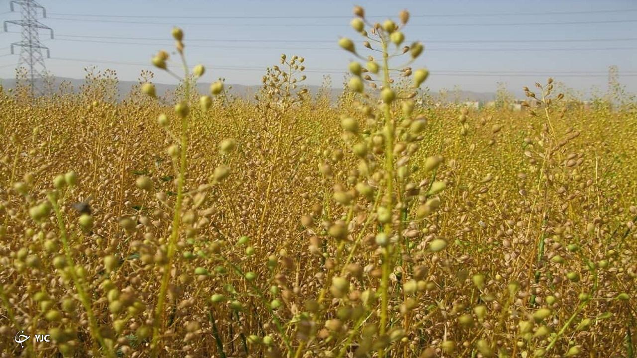 سطح زیر کشت دانه روغنی کاملینا در مهاباد به ۶۲ هکتار رسید