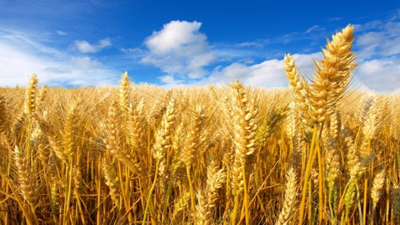 مشکلات خرید بذر گندم برای کشت پاییزه از زبان کشاورزان