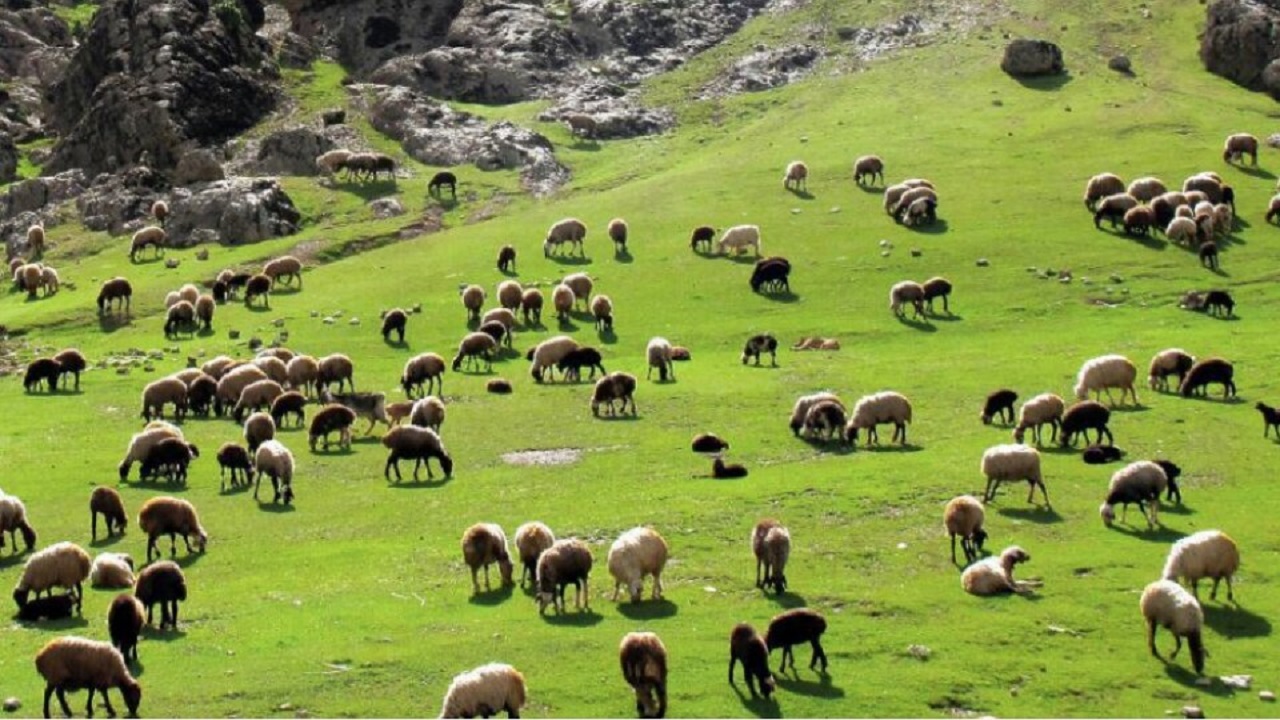 ثبت نام طرح تولید قراردادی گوشت قرمز دام سبک عشایر