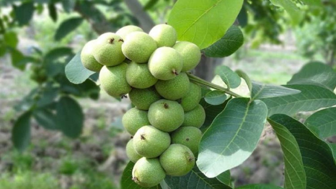 آغاز عملیات برداشت محصولات گردو و انگور دیم در باغات پاوه