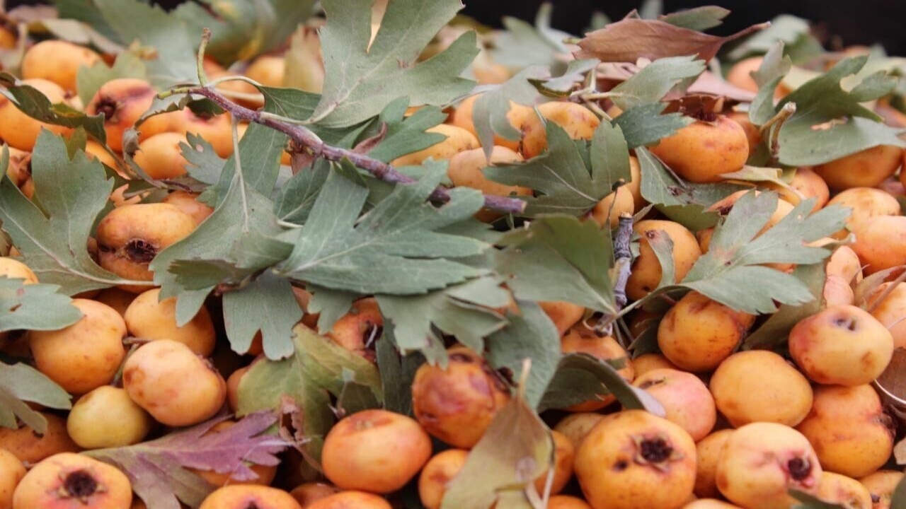برداشت زالزالک در استان قزوین آغاز شد