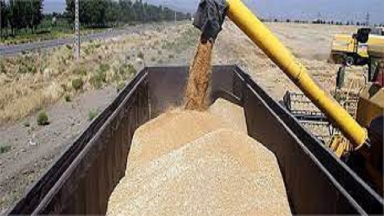 هزینه حمل گندم از مزرعه تا سیلو توسط دولت پرداخت شود