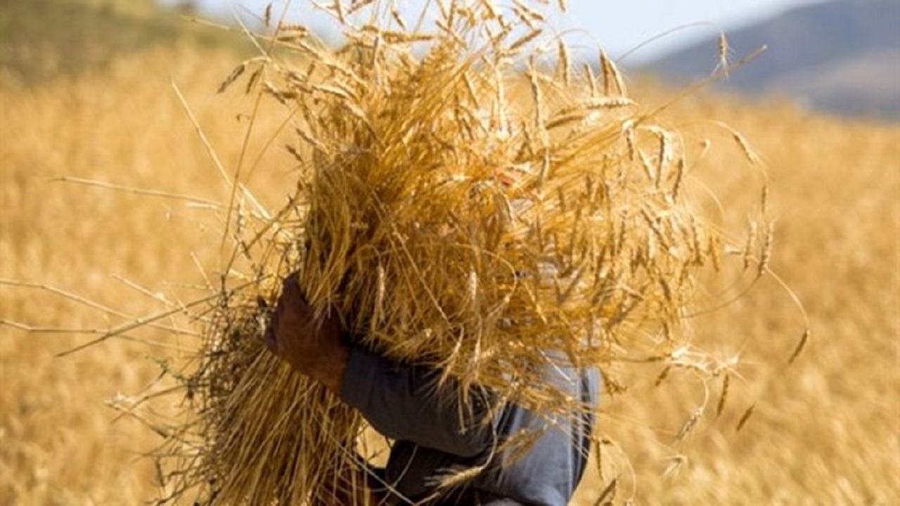 حدود ۲ هزار میلیارد از پول گندم کاران گلستانی هنوز پرداخت نشده است