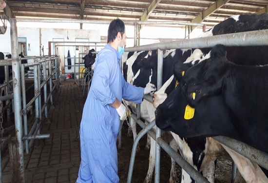 انجام تست سل ۲۵۰۰ راس دام سنگین در مجتمع دامپروری خوزستان
