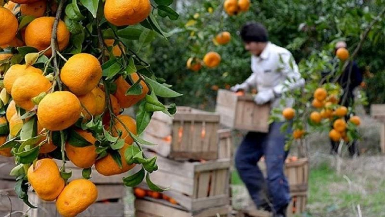 برداشت مرکبات در سیستان و بلوچستان آغاز شد