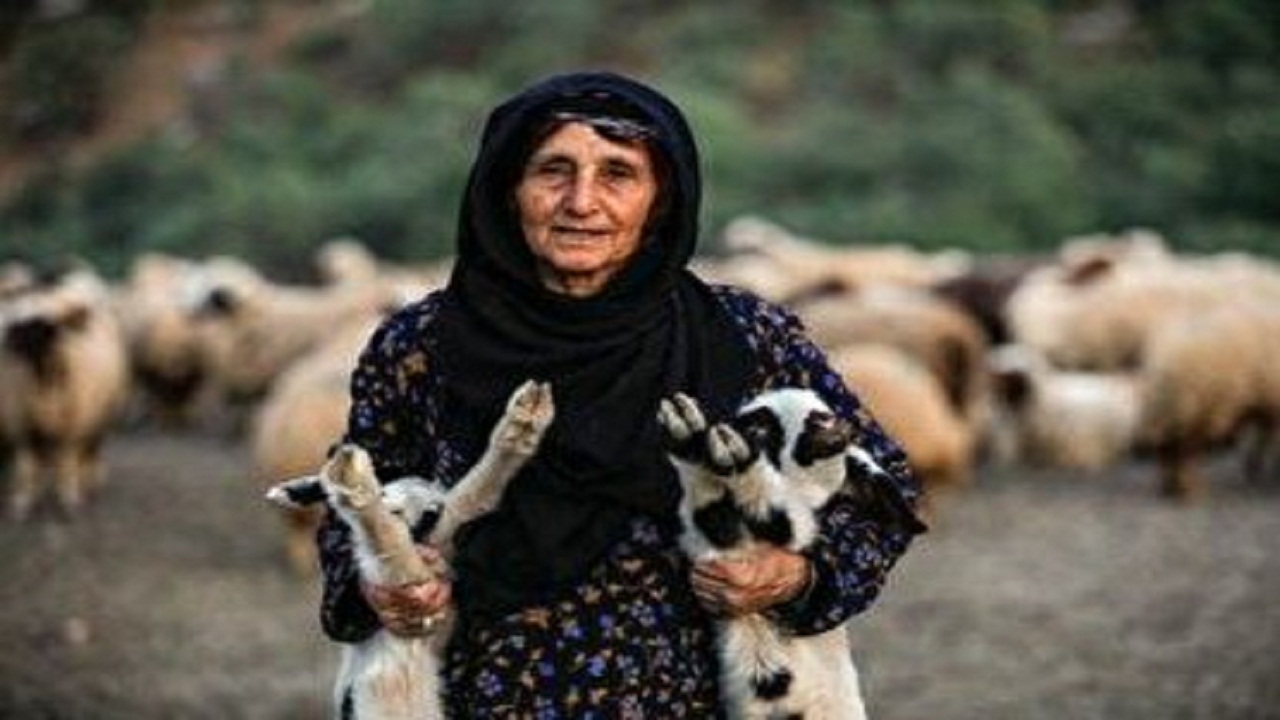 دوقلوزایی بیش از ۷۰ درصدی گوسفندان عشایر آذربایجان شرقی