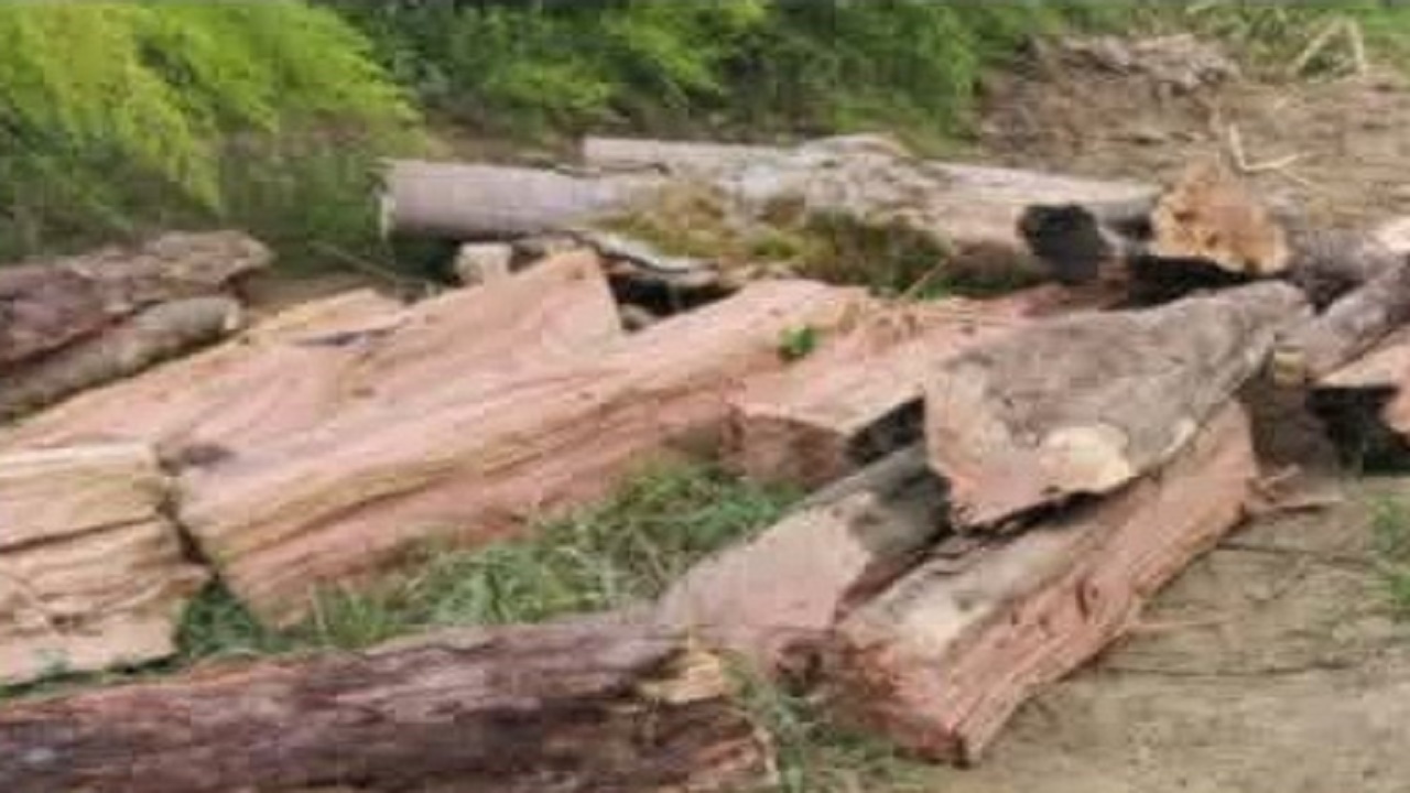 کشف هیزم غیر مجاز در پارک جنگلی شهرستان نور