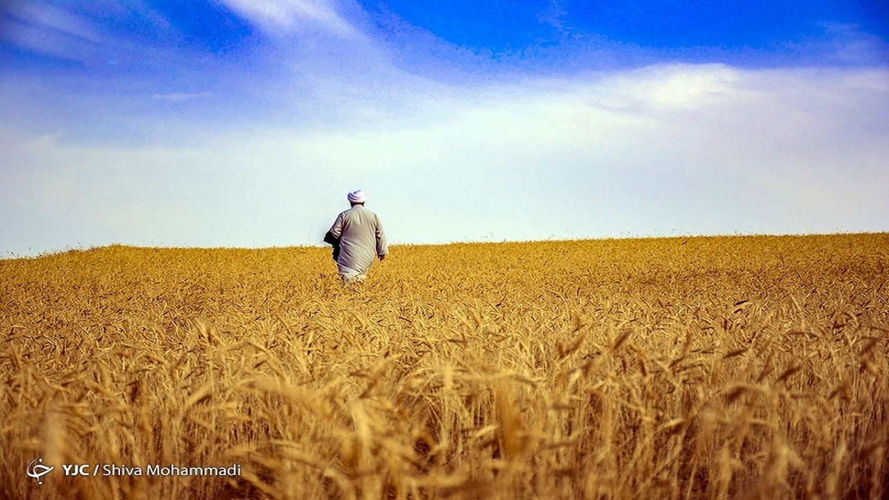 خودکفایی گندم با اجرای قانون خرید تضمینی محقق می‌شود