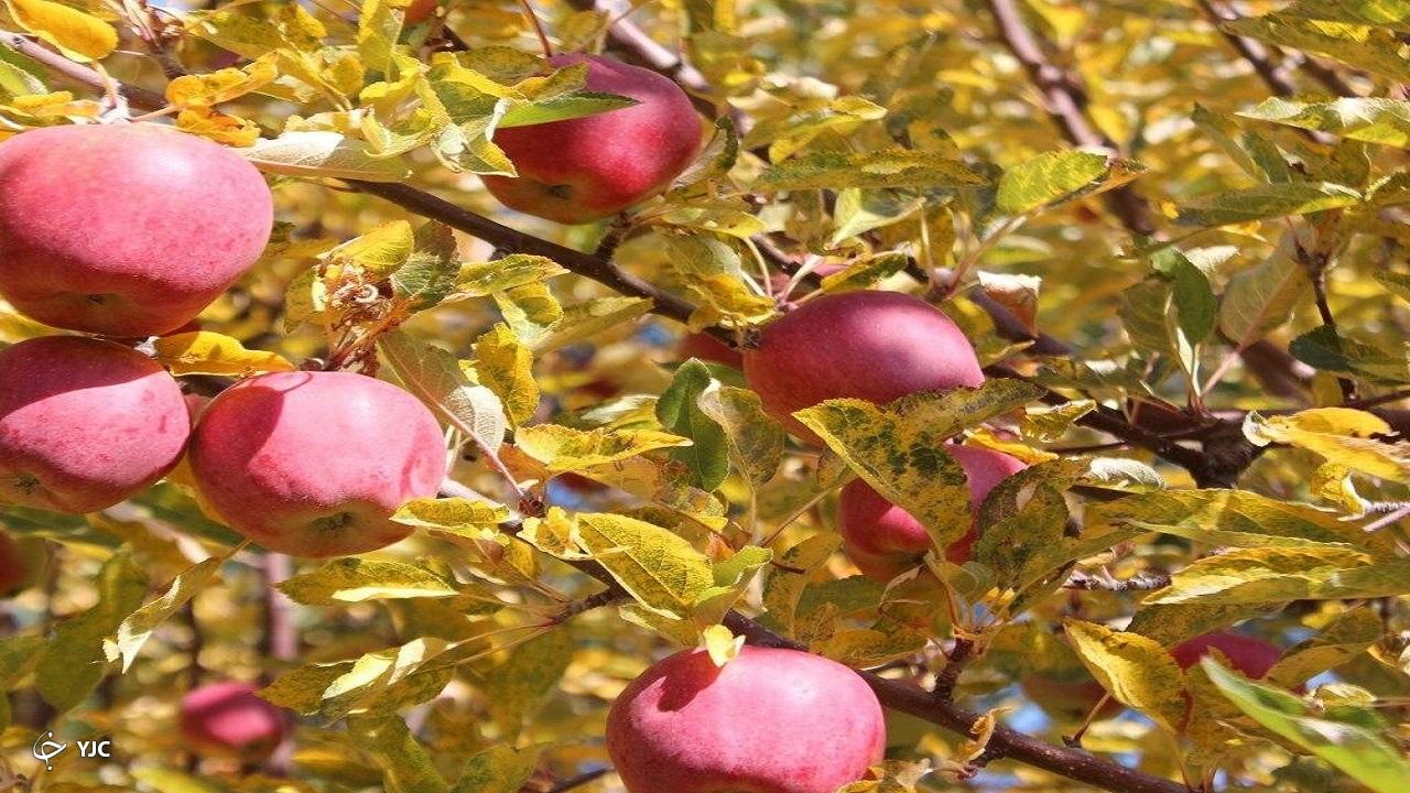 آغاز برداشت بیش از ۱۳۷ هزار تن سیب در اشنویه