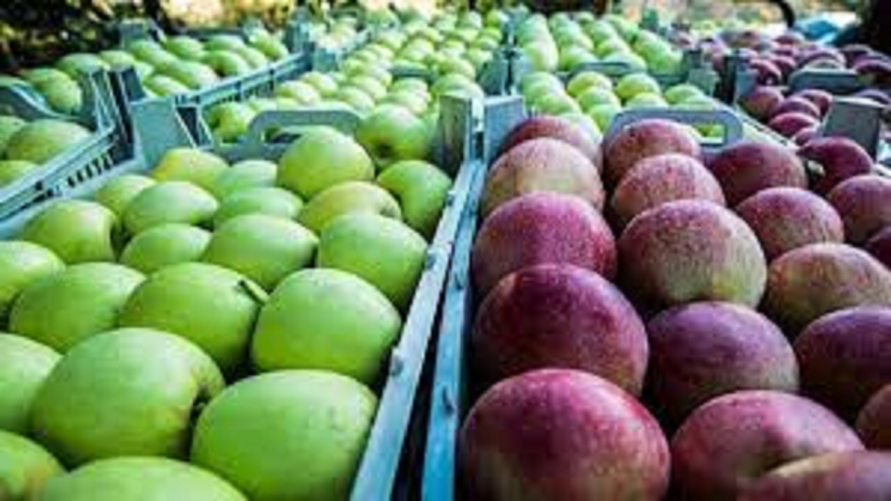 خرید توافقی سیب باغداران کهگیلویه و بویراحمد