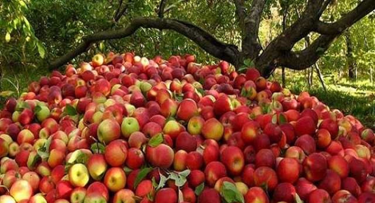 آمادگی دو تشکل تعاونی استانی برای خرید توافقی سیب درختی درجه ۳