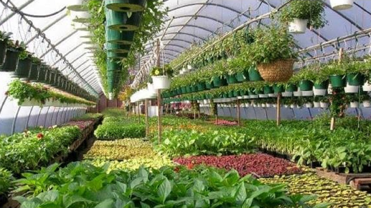 تسریع در روند صدور مجوز گلخانه‌های کوچک مقیاس در بن