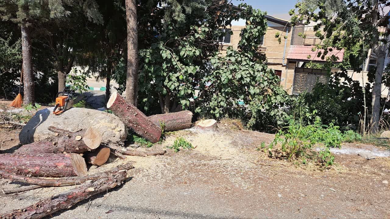 قلع و قمع درختان اهالی روستای خور ساوجبلاغ را رنجیده خاطر کرد