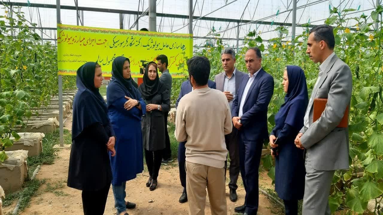 رهاسازی کنه شکارگر در گلخانه‌های آذربایجان غربی+فیلم