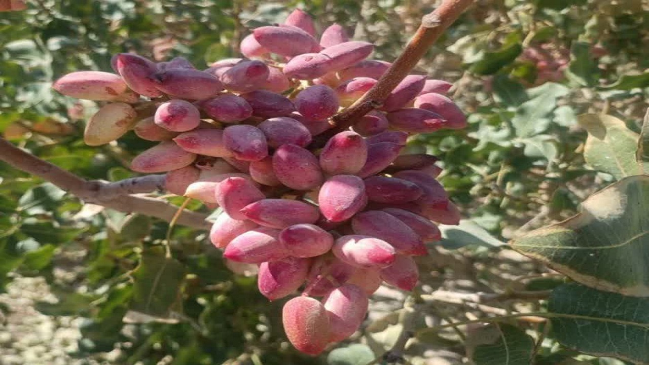برداشت پسته در شهرستان خاتم