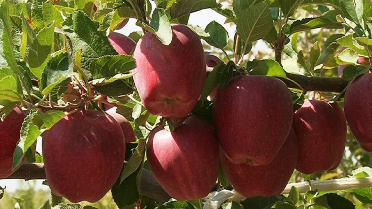 پیش بینی تولید بیش از ۵۰ هزار تن سیب در خراسان شمالی