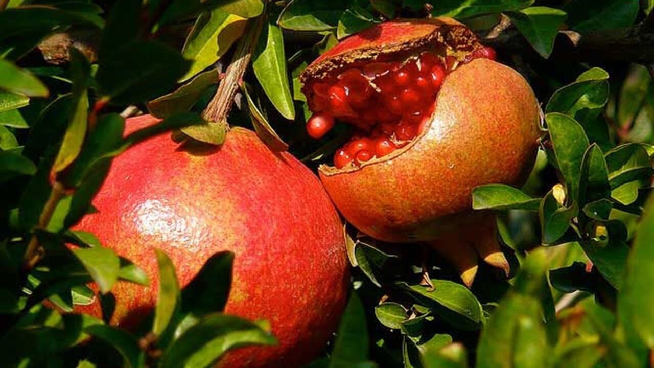 باغات انار ساوه درگیر تنش آبی/ فصل برداشت به تاخیر افتاد