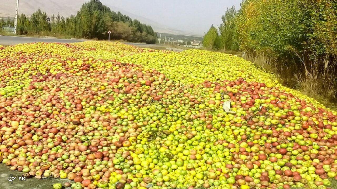۲۵ تا ۳۰ درصد سیب تولیدی در آذربایجان‌غربی صنعتی است