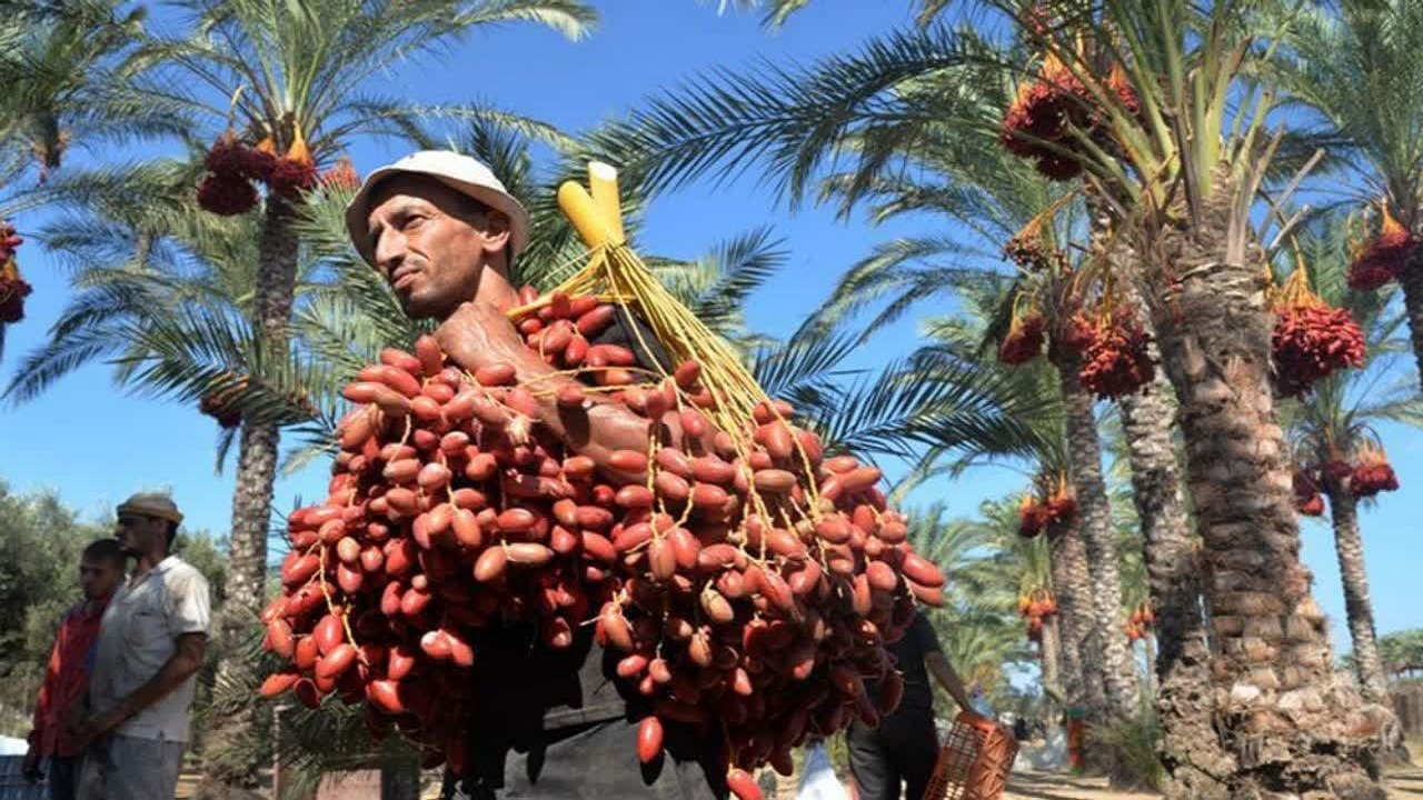 وقتی شهد شیرین خرما در نبود سردخانه و فرآوری ترش می‌شود 