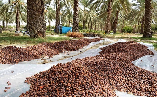 خرما را یا باید فله بفروشیم یا به دست دلالان دهیم!