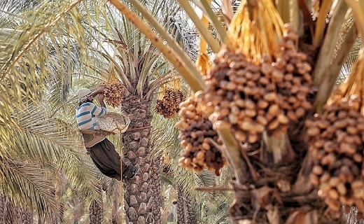 سرمایه گذاران پای در بازار خرما بگذارند