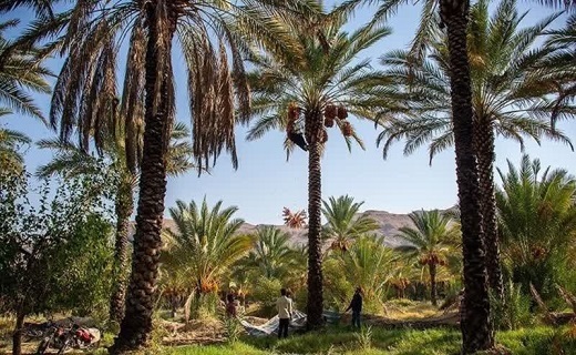 وقتی خرما، کام خرماکاران را شیرین نمی&zwnj;کند