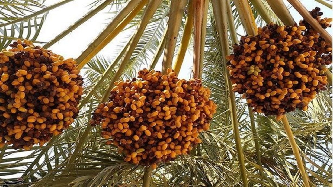 برداشت دیررس ترین خرما در شهرستان فنوج آغاز شد