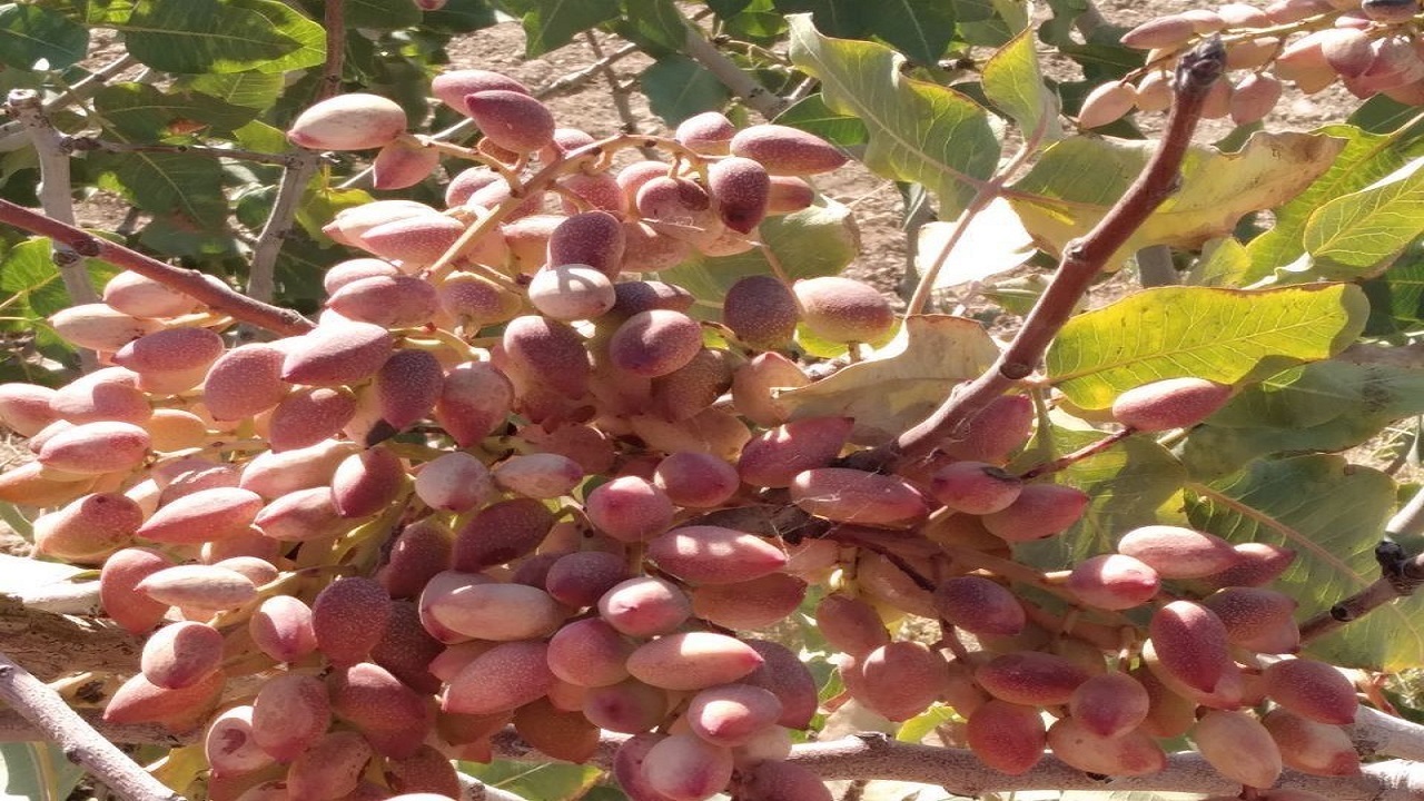 باغداران زاهدان  ۵۶۰۰تن پسته برداشت کردند