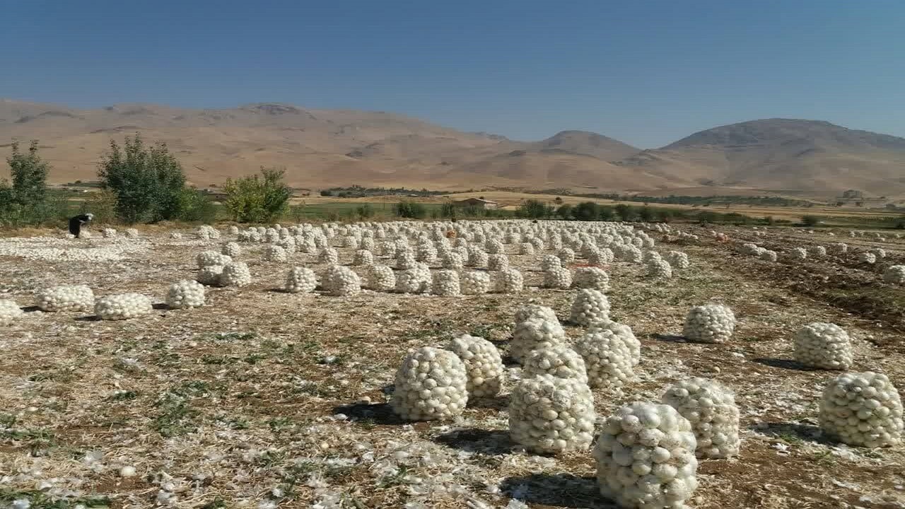برداشت ۵ هزار و ۶۰۰ تن پیاز از اراضی زراعی شهرستان فارسان