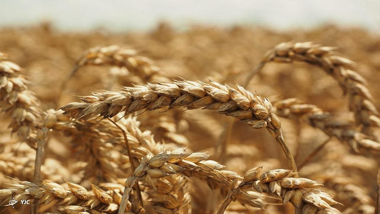 تمامی مطالبات گندم‌کاران آذربایجان‌غربی پرداخت شد