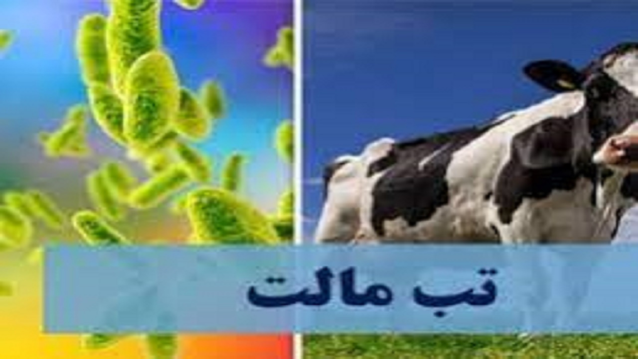 هشدار احتمال شیوع تب مالت در کهگیلویه وبویراحمد