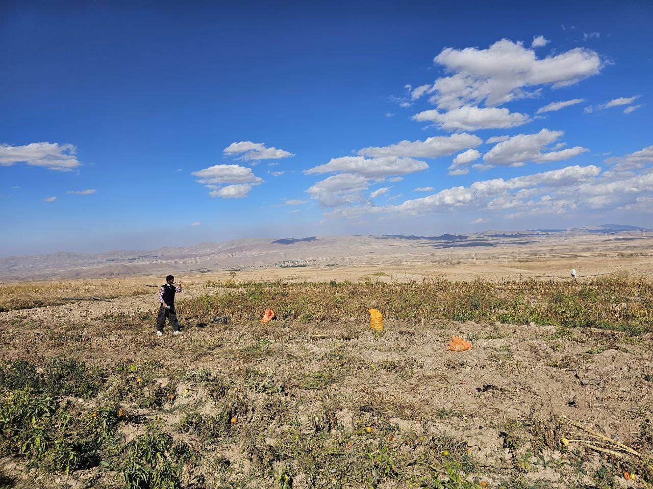 برداشت سیب زمینی در روستای توآباد
