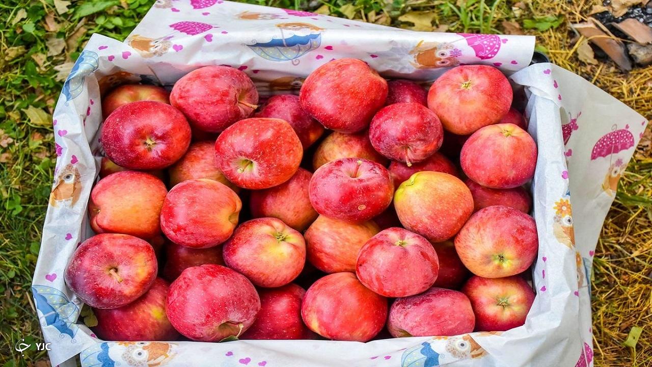آذربایجان‌غربی امسال در تولید سیب در کشور رکورد زد