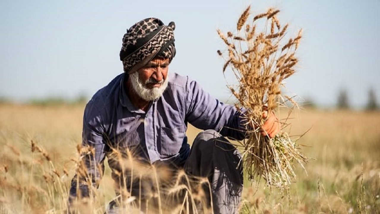 آموزش کشت مکانیزه غلات در بوشهر برگزار شد