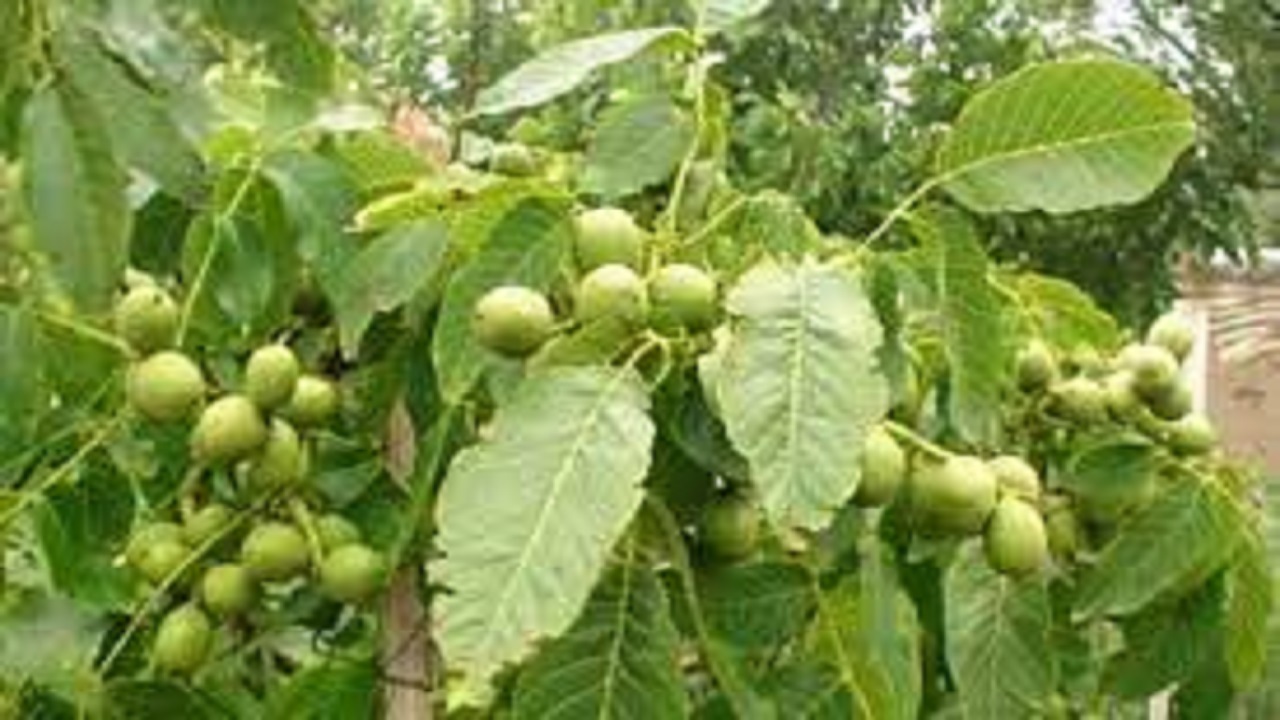 گردوی تویسرکان در آستانه ثبت جهانی در سازمان غذا و کشاورزی ملل متحد(فائو)
