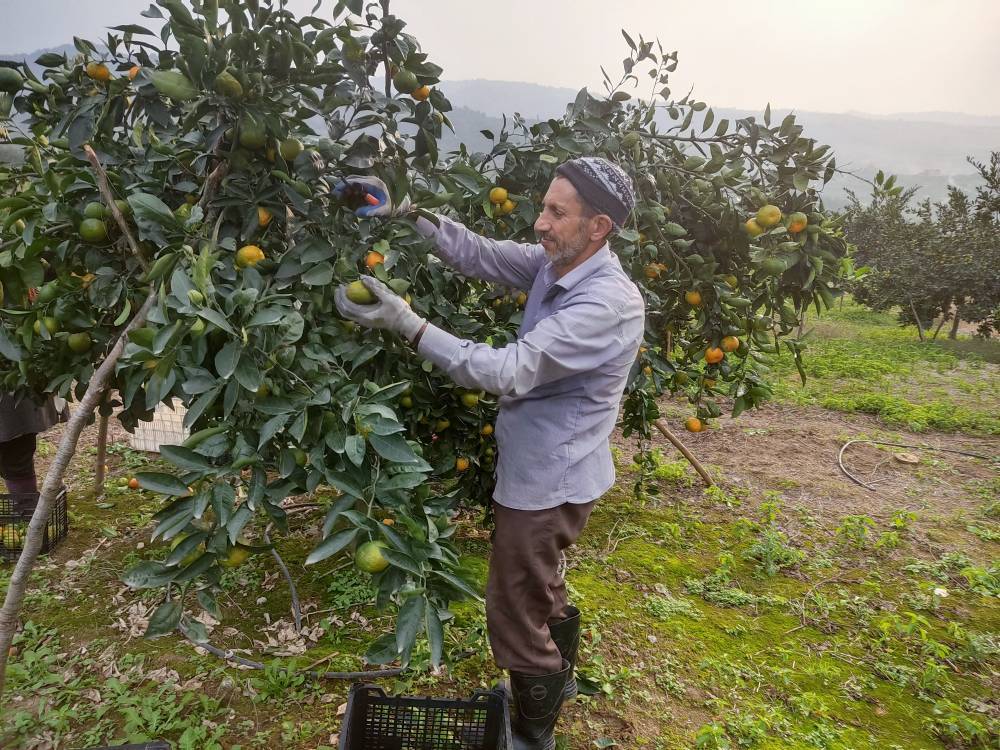 آغاز برداشت نارنگی از باغ‌های روستای آهنگر قائم شهر + فیلم