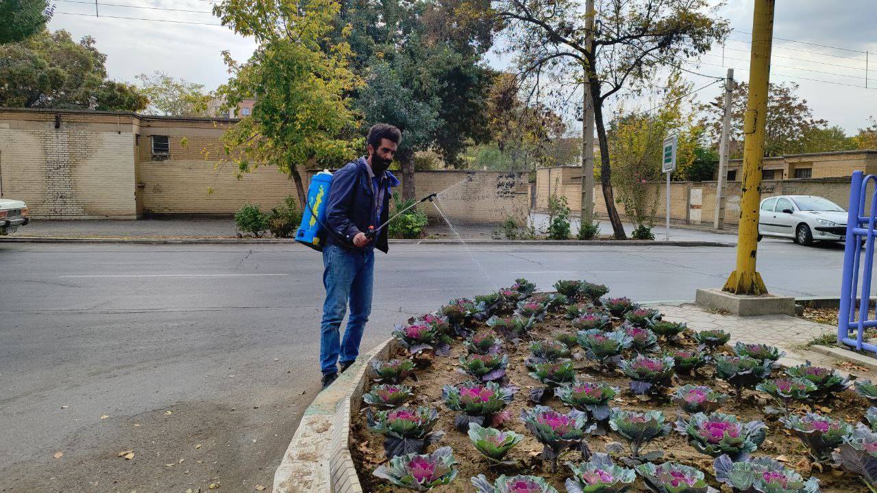 آغاز عملیات سمپاشی گل‌های فصلی در شهرکرد