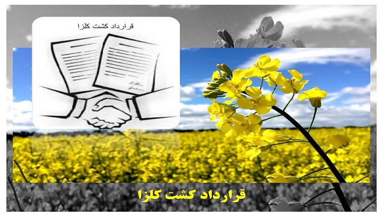 عقد قرارداد ۲۳۰۰ هکتاری کشت کلزا با کشاورزان ساروی