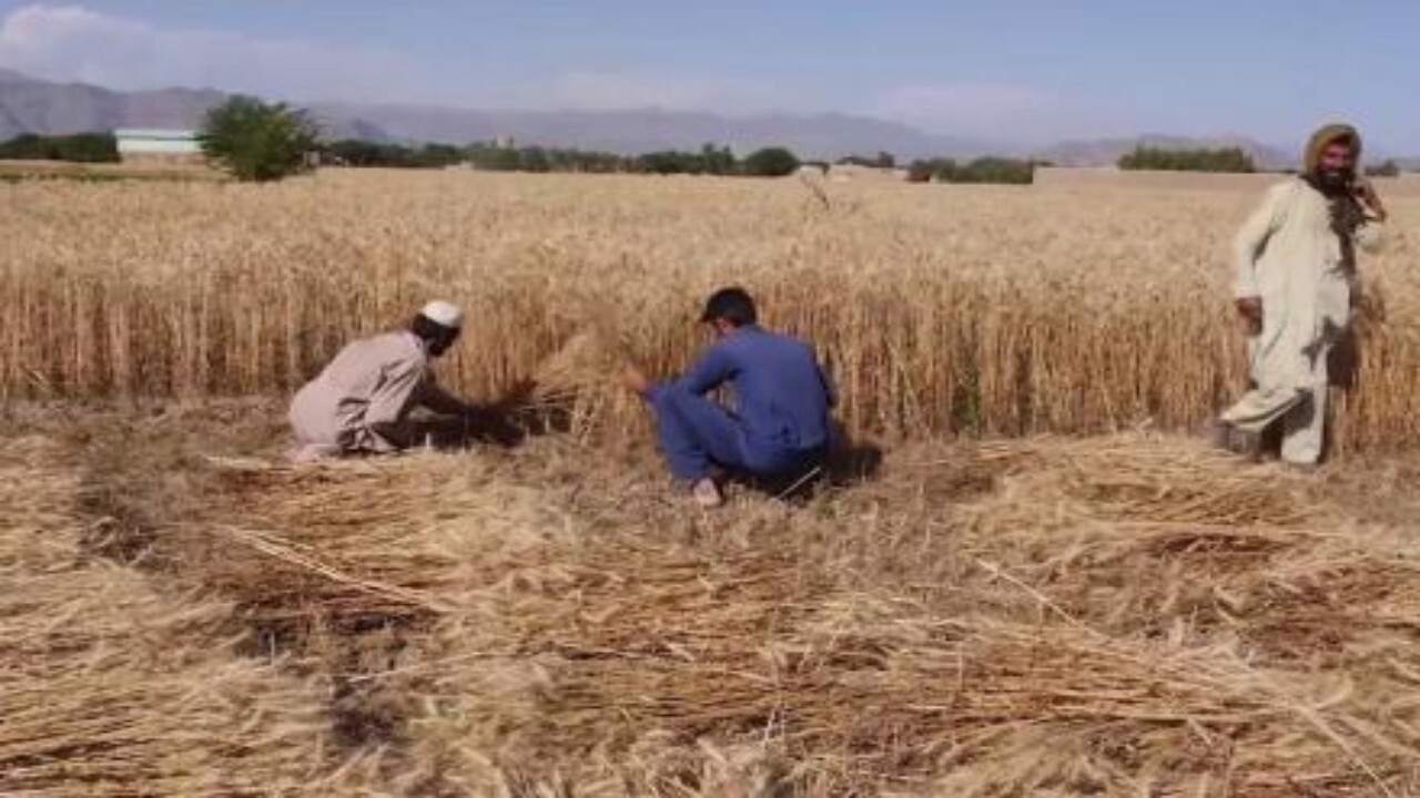 توزیع بیش از ۳۰ هزار بذر اصلاح شده  به کشاورزان افغانستانی
