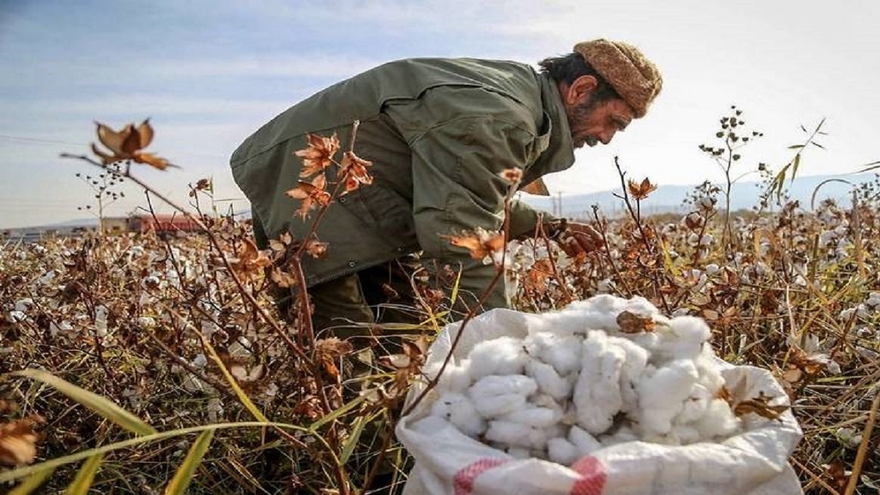 کمبود کارگر از موانع توسعه کشت پنبه در خواف است
