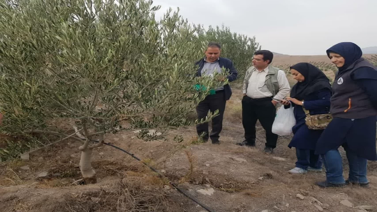 ردیابی و پایش بیماری‌های باغات زیتون و انگور استان قزوین