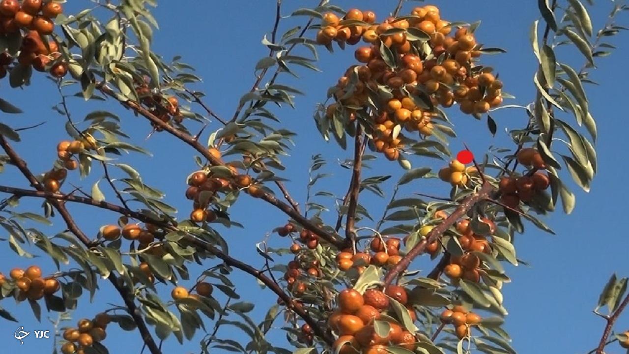 ۳۵ تن سنجد در آذربایجان‌غربی برداشت شود