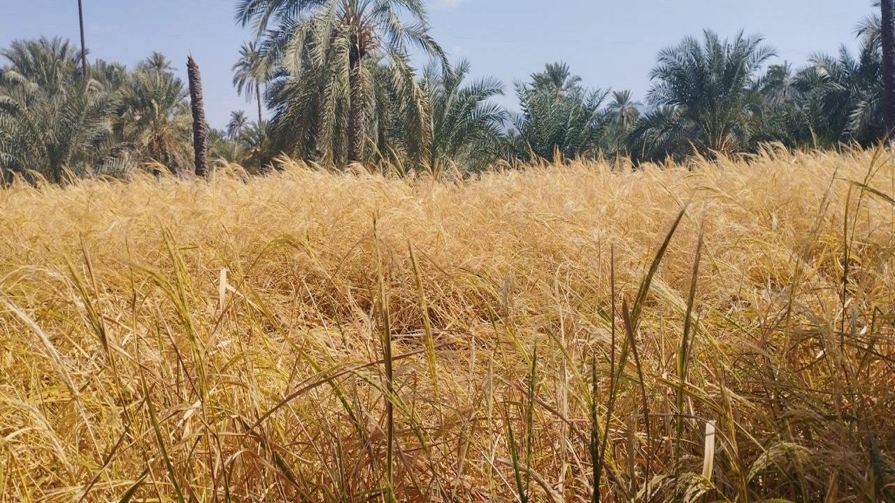 برداشت کشت دوم برنج در شهرستان فنوج