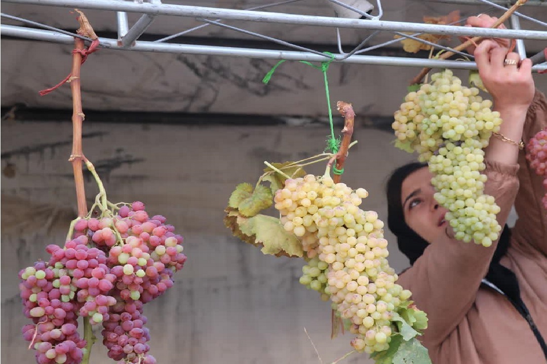 جشنواره انگور روستای گردشگری هِزاوه، زادگاه امیرکبیر