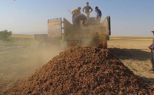 جابجایی پیاز زعفران بدون مجوز ممنوع اس