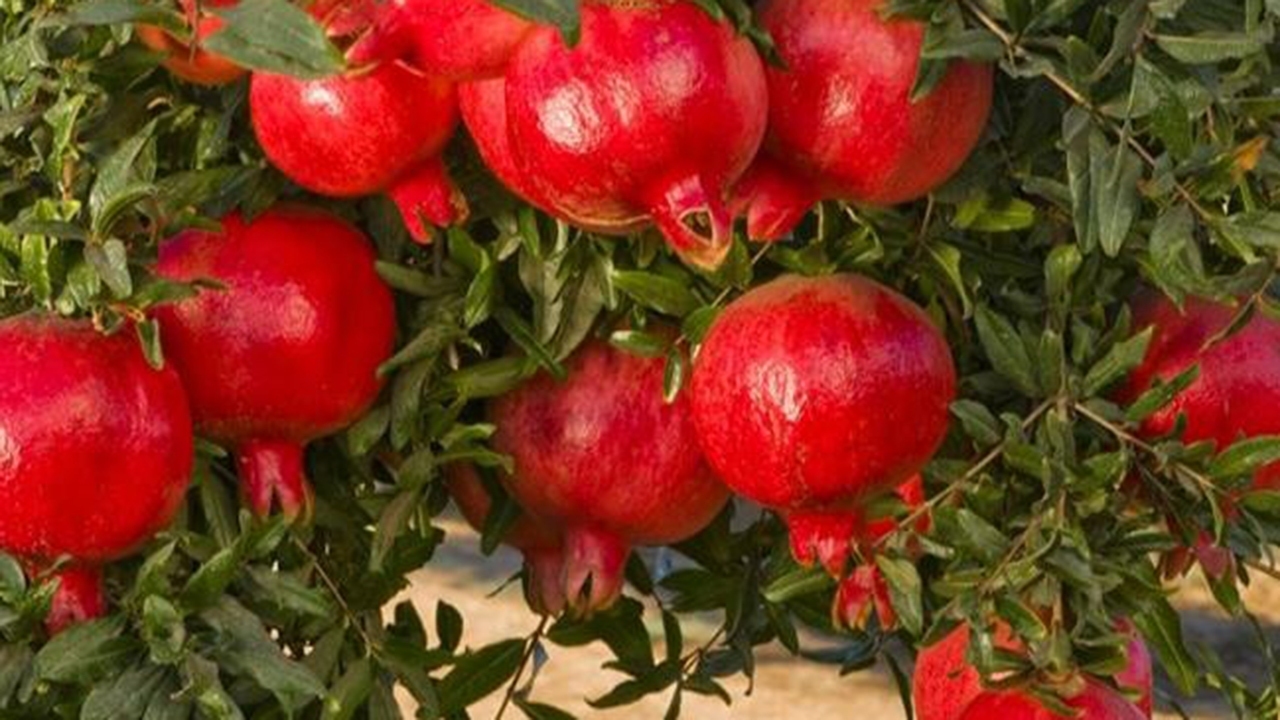 توصیه‌های جهاد کشاورزی گلستان برای برداشت انار